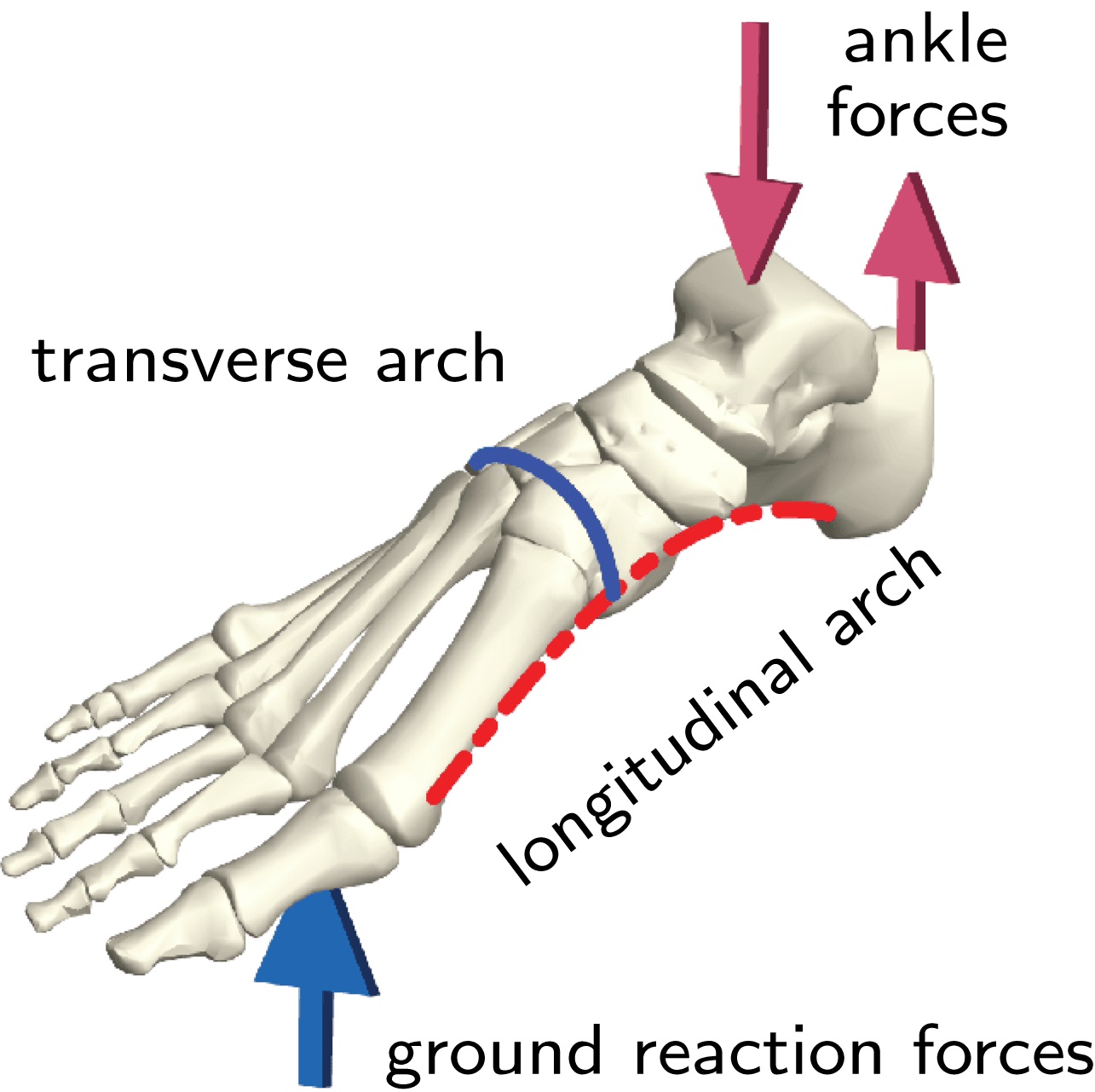 Are You Standing On 2 Legs April 27, 2023